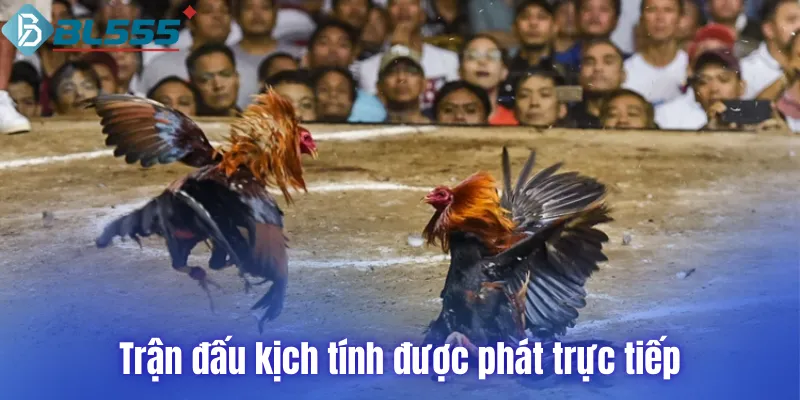 Trận đấu kịch tính được phát trực tiếp tại đá gà BL555