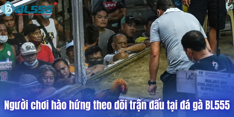 Người chơi hào hứng theo dõi trận đấu tại đá gà BL555