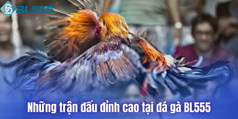 Những trận đấu đỉnh cao tại đá gà BL555